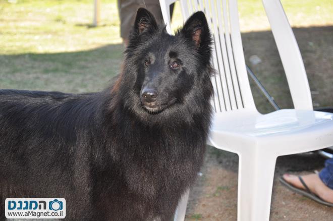 תמונה גדולה